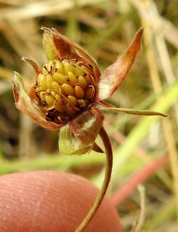 Fragaria viridis - karvamansikan hedelmäkehitys voi olla myös välimuotoista, jolloin kukkapohjus jää paisumatta "marjaksi", mutta pähkylöitä kuitenkin kehittyy. Tällainen hedelmä muistuttaa suuresti lähisuvun, sormihanhikkien, Potentilla, hedelmävaihetta. Kuvassa olevan hedelmän verholehdet on avattu kuvausta varten. A, Lemland, Nåtö, biologisen aseman (Norrgård) päärakennuksen pohjoispuoli, avokallion laiteet lehdesniityllä, luonnonsuojelualue, 11.7.2022. Copyright Hannu Kämäräinen.