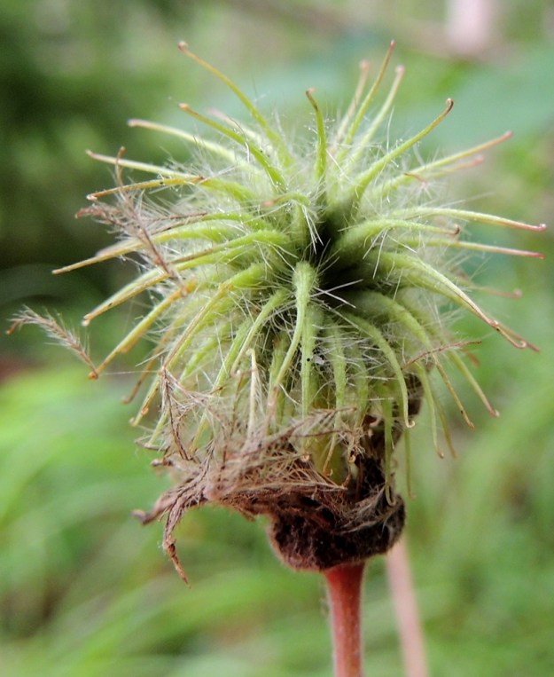 Geum rivale - ojakellukan hedelmistö on pallomainen. Sen alla on lopulta noin 5-10 mm pitkä, pysty ja yhteinen emiö- eli hedelmistöperä. Pähkylät ovat lähinnä pitkulaiset, karvaiset, noin 3-5 mm pitkät ja noin 1-2 mm paksut. Laji on sopeutunut leviämään eläinten turkkiin takertuneena. Emin vartalon kärkiosan karistessa pähkylässä kiinni olevan tyviosan kärkikoukku paljastuu. Koukkupäiset vartalot sojottavat pallomaisesta hedelmistöstä joka suuntaan ja tarttuvat helposti ohi kulkevan eläimen turkkiin tai ihmisen vaatteisiin sekä kuljettavat pähkylät näin uusille kasvupaikoille. 27.7.2015 EH, Kouvola, Kuusankoski, Voikkaa, vanha, suurimmaksi osaksi poissa käytöstä oleva ratapiha-alue, alueen itälaidan umpeen metsittynyt kaista, 27.7.2015. Copyright Hannu Kämäräinen.