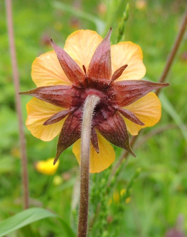 Geum rivale x urbanum - oja- ja kyläkellukan risteymän verhiö on karvainen ja nystykarvainen sekä usein punaruskea ja harvemmin vihreäsävyinen. Varsinaisia verholehtiä on tavallisesti viisi tai harvemmin kuusi, kuten kuvan kukassa, jossa myös terälehtiä on kuusi. Verholehdet ovat kolmiomaiset tai puikean kolmiomaiset, teräväkärkiset ja tavallisesti noin 6-10 mm pitkät sekä tyveltä noin 3,5-5 mm leveät. Ulkoverhiön lehdet ovat suikeat, yleensä noin 3-5 mm pitkät ja noin 1-1,5 mm leveät. 9.6.2014. Copyright Hannu Kämäräinen.