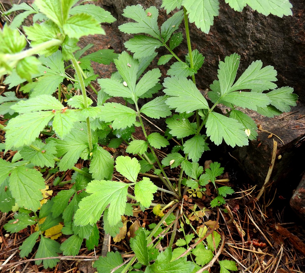 Geum urbanum - kyläkellukan varret nousevat lehtiruusukkeen laidasta. Ruusukelehdet ovat ruodilliset ja päätöpariset. Lehtiruoti on yleensä noin 5-10 cm pitkä Lehtilapa on tavallisesti noin 10-15 cm pitkä. Sen kärkilehdykkä on huomattavasti sivulehdyköitä kookkaampi. Sivulehdyköitä on useimmiten yhdestä neljään paria, ja ne pienenevät lehtiruotia kohti. Kärkilehdykkä on yleensä sormihalkoisesti tai matalammin kolmiliuskainen ja kiilatyvinen sekä tavallisesti noin 4-8 cm pitkä ja suunnilleen pituutensa levyinen. Sivulehdykät ovat lähinnä puikeat tai vastapuikeat, kiilatyviset ja liuskattomat tai liuskaiset sekä usein myös epäsymmetriset. Alimpien varsilehtien lapa voi olla kuvan yksilön tavoin ruusukelehtien lavan kaltainen. A, Maarianhamina, Länsisatama, Badhusbergetin jyrkkä länsirinne sataman rantatien yläpuolella, kävelypolun laita avokallion kyljessä, 9.6.2024. Copyright Hannu Kämäräinen.