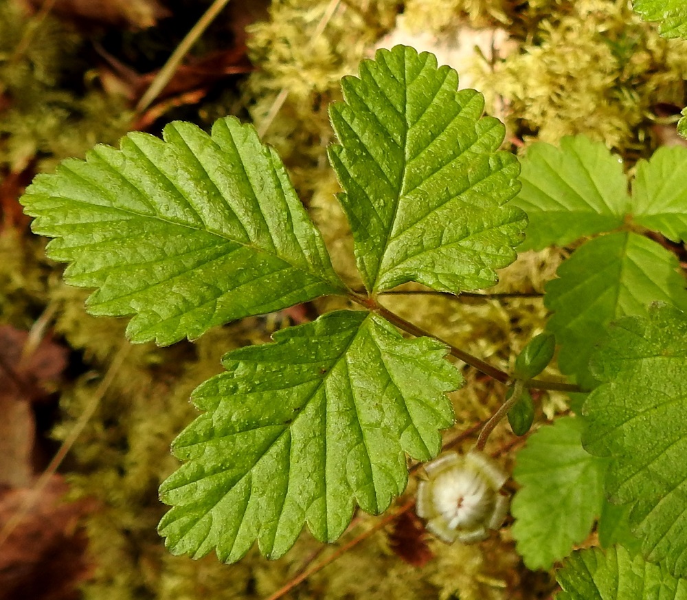 Rubus arcticus - mesimarjan lehtilavan kärkilehdykkä on lähinnä puikea tai vinoneliömäinen, kiilatyvinen ja suippokärkinen sekä tavallisesti noin 2-4,5 cm pitkä ja leveimmältä kohtaa noin 1-3 cm leveä. Sivulehdykät ovat noin kärkilehdykän kokoluokkaa muuten, mutta ne ovat usein epäsymmetriset. Lehden korvakkeet ovat leveänsuikeat tai soikeahkot, ehytlaitaiset ja noin 4-7 mm pitkät sekä leveimmältä kohtaa noin 2-3 mm leveät. Ks, Kuusamo, Oulangan kansallispuisto, Kitkanniemi, Ahvenperänvaaran jyrkät rinteet Kitkajoen yläpuolella, sammalpeitteinen kivilouhikko, 11.7.2019. Copyright Hannu Kämäräinen.