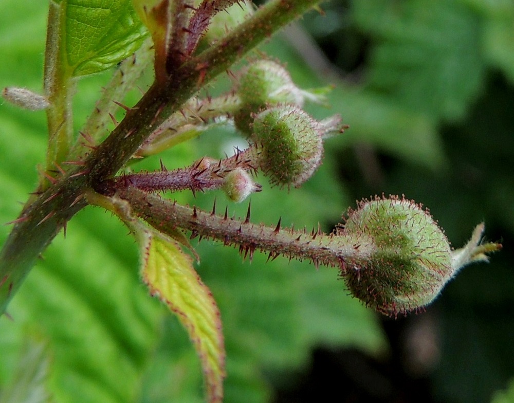Rubus caesius - sinivatukan kukkaperä on lyhytkarvainen, nystykarvainen ja vaihtelevasti suorapiikkinen. Verholehtien ulkopinnan nystykarvat ovat usein pitkävartiset. Kukkaperien tyvellä on tukilehti, jonka muoto ja koko vaihtelevat rihmamaisen tasasoukasta ja noin 5 mm pitkästä ruodilliseen, suikean lehtimäiseen ja noin 20 mm pitkään. A, Lemland, Järsö, Söderfjärdenin pitkän, kiemuraisen merenlahden pohjoisosan koillispuolinen rantapensaikkoalue, 13.6.2024. Copyright Hannu Kämäräinen.