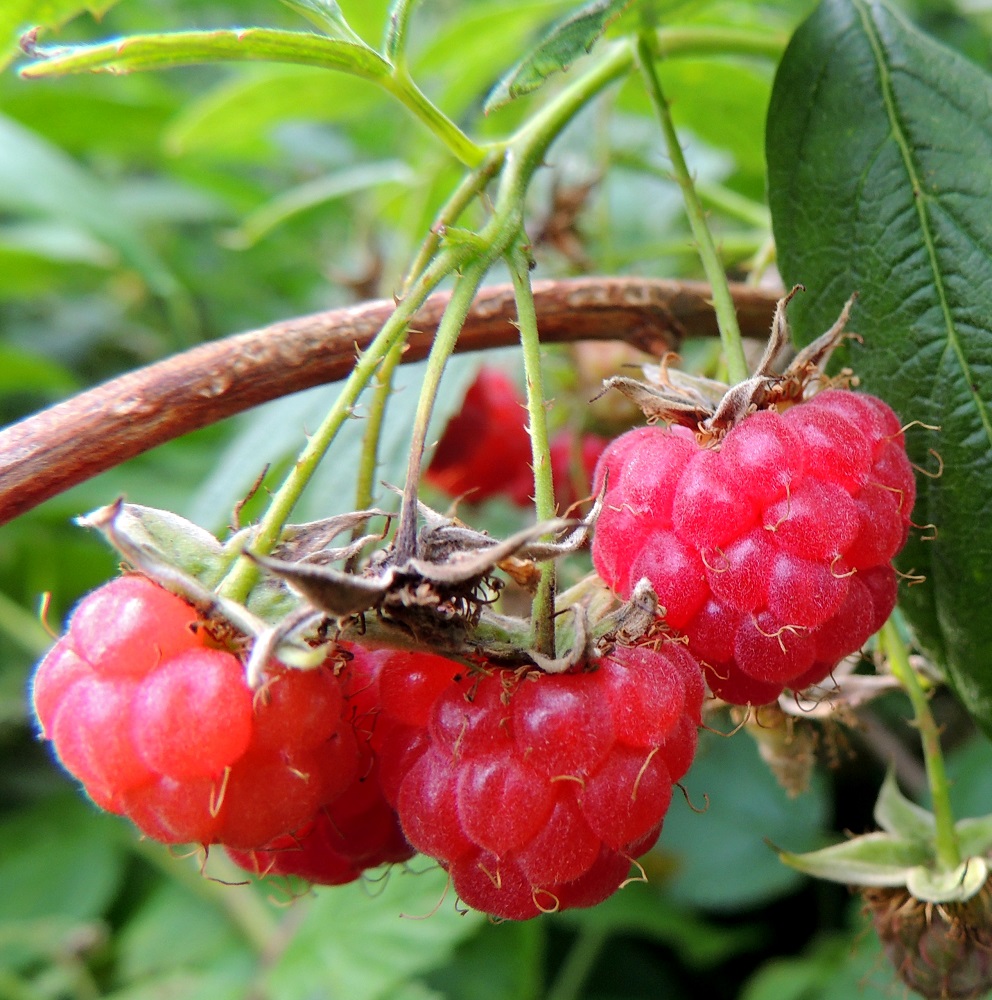 Rubus idaeus - (puna)vadelman marja on hyvin lyhytkarvainen, yleensä noin 10-15 mm pitkä ja suunnilleen saman levyinen. Verholehdet ja usein osa heteistäkin säilyvät marjan tyvellä. Pienten luumarjojen kärjessä pysyy hyvän aikaa myös kuivunut emin vartalo. Kukka- ja hedelmäperä on yleensä noin 10-25 mm pitkä ja vaihtelevasti käyräpiikkinen. EH, Hämeenlinna, Majalahti, Louhoksentien varrella oleva maankäsittelyalue, itäpään jo vuosia sitten metsittynyt alarinne, 24.7.2016. Copyright Hannu Kämäräinen.