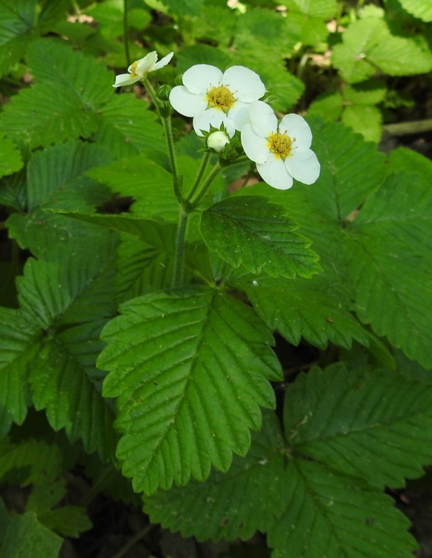 Fragaria moschata - ukkomansikan haarovissa kukintovarsissa on alimman haaromiskohdan tyvellä yleensä yksilehdykkäinen tukilehti, joka on ruusukelehtien lehdyköiden kaltainen mutta pienempi. Toisinaan tukilehti voi olla kolmilehdykkäinenkin. 9.6.2018 EH, Kouvola, Kuusankoski, Ahlmanintien varressa oleva Saksanahon entinen, peitetty teollisuuskaatopaikka, metsittynyt laitaosa, 9.6.2018. Copyright Hannu Kämäräinen.