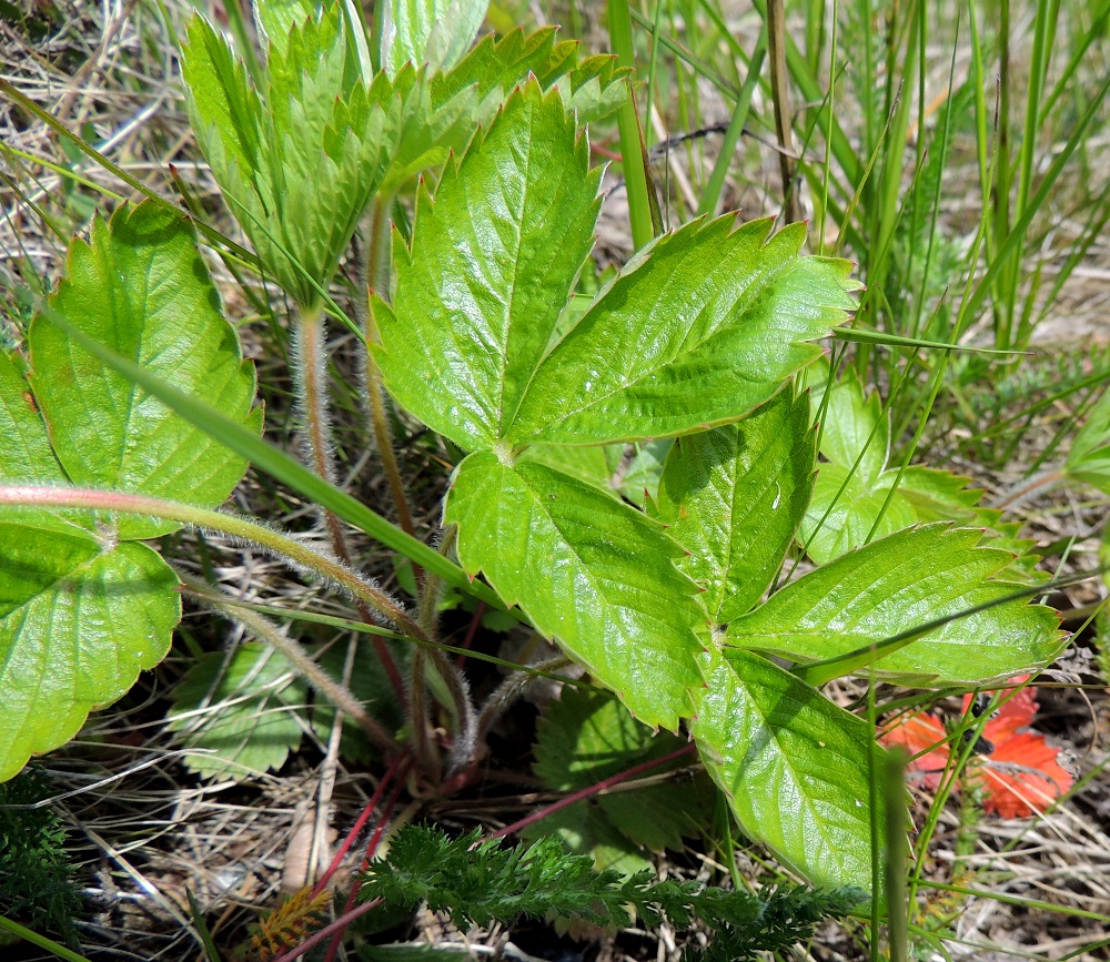 Fragaria vesca - ahomansikan ruusukelehdet ovat kolmilehdykkäiset. Lehtiruoti on yleensä noin 4-15 cm pitkä, mutta toisinaan pituutta voi kertyä jopa 25 cm. Ruodit ja kukkavarret ovat yläviistoon tai kuvan tavoin sivulle siirottaen karvaiset. U, Hanko, Tvärminne, Tvärminneöhön vievän J. A. Palménintien laitakallio Byviken-lahden pohjukan länsipuolella, 30.5.2015. Copyright Hannu Kämäräinen.
