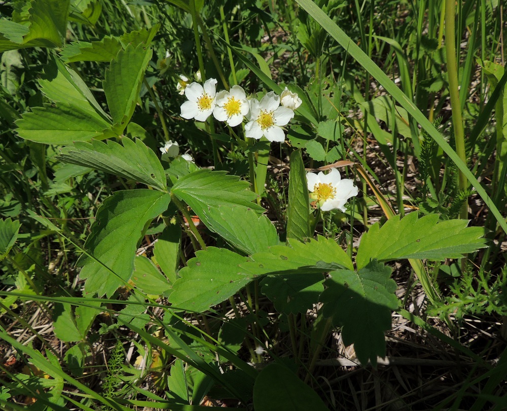 Fragaria virginiana - virginianmansikan ruusukelehdet ovat noin kukkavarren pituiset. Lehtilapa on kolmilehdykkäinen ja yleensä noin 3,5-9 cm pitkä sekä noin 5-11 cm leveä. Lehtiruoti on useimmiten noin 7-20 cm pitkä. 7.6.2015. Copyright Hannu Kämäräinen.