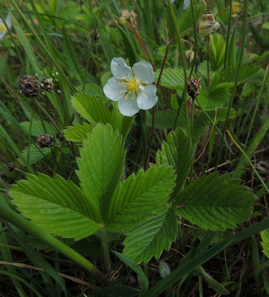 Fragaria viridis - karvamansikan ruusukelehtien ruoti on yleensä noin 4-15 cm pitkä. Lehtilapa on kolmilehdykkäinen ja tavallisesti noin 2-7 cm pitkä sekä noin 2,5-8 cm leveä. 11.6.2014. Copyright Hannu Kämäräinen.