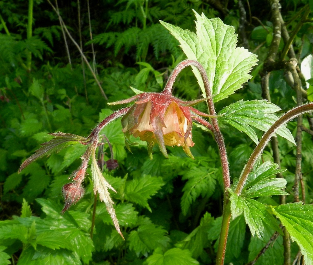 Geum rivale - ojakellukalla esiintyy aika yleisesti myös kukinnon epämuodostumia. Kuvassa oleva kukka on laajentunut leveäksi, ja terälehtiä on enemmän kuin viisi. Verholehdet ovat huomattavan ylipitkät, ja niissä on lehtimäisiä piirteitä laitahampaineen. Myös tavallista kookkaammat lisäverhiön lehdet siirottavat sivulle päin. EH, Hämeenlinna, Loimalahti, Tervaniemi, Alajärven ranta uimarannan eteläpuolella, 5.6.2012. Copyright Hannu Kämäräinen.