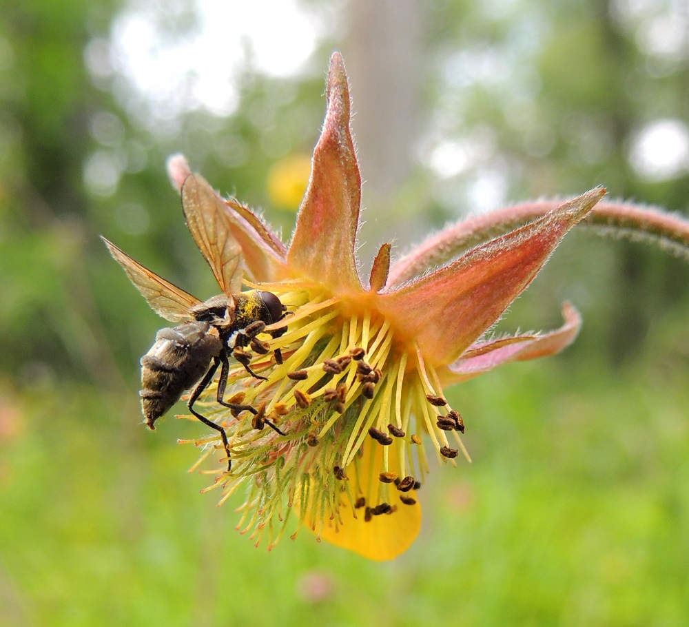 Geum rivale x urbanum - oja- ja kyläkellukan risteymän kukat näyttävät olevan kyläkellukan tavoin kärpästen suosiossa, kun taas ojakellukan kapean kellomaisia kukkia pölyttävät useimmiten kimalaiset. Kukinnan jälkeen risteymänkin emiön vartalot alkavat kasvaa pituutta kehittyen noin 10-15 mm pitkiksi. Hedelmistöjäkin ja jopa itämiskykyisiä pähkylöitä kehittyy ainakin toisinaan, mutta niistä ei valitettavasti ainakaan vielä ole kuvaa tässä kuvasarjassa. 9.6.2014. Copyright Hannu Kämäräinen.