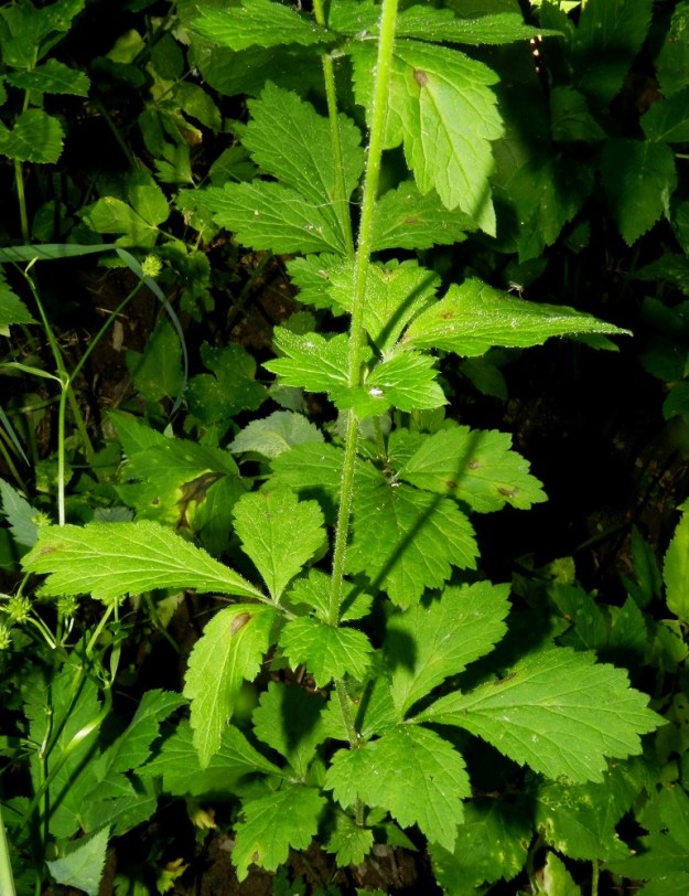 Geum urbanum - kyläkellukan varsilehdet ovat kierteisesti ja niiden korvakkeet ovat kookkaat ja lehdykkämäiset. EH, Hattula, Lepaa, peltoalueen keskellä oleva rehevä, harjuinen metsäalue, Vahopää, alueella kulkevan uran laide 2.7.2012. Copyright Hannu Kämäräinen.