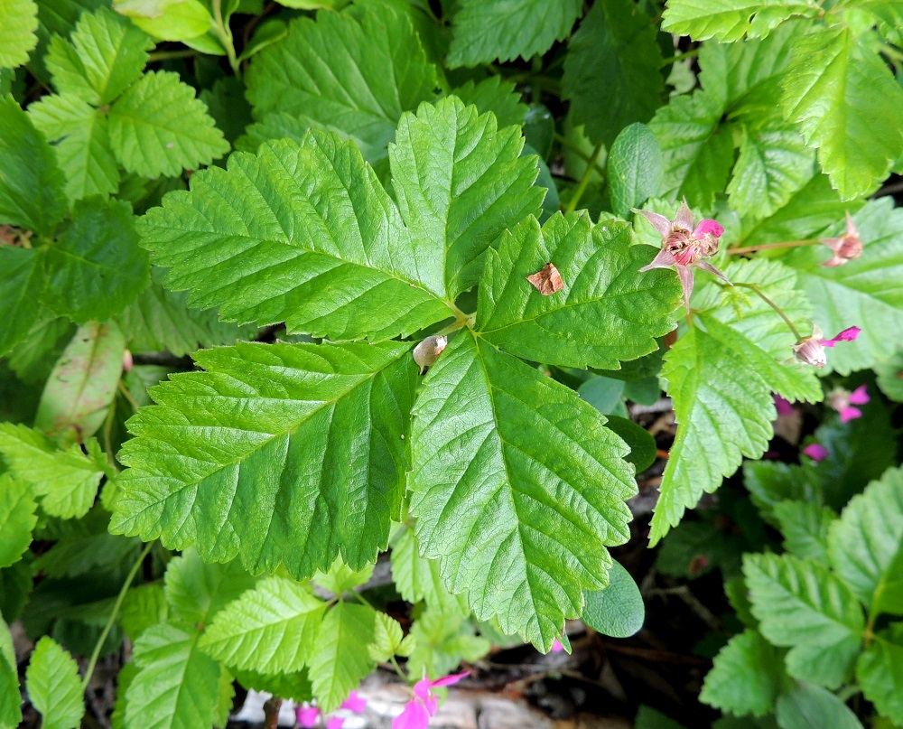 Rubus arcticus - mesimarjalla on myös lehtiä, joiden sivulehdyköiden ulkotyvellä on lyhyempi tai pitempi sivuliuska. Kn, Kajaani, Vuolijoki, kirkonkylän itäpuoli, Kajaanin maantien (tie 879) varsi Otanmäen tienhaaran itäpuolella, 11.7.2015. Copyright Hannu Kämäräinen.