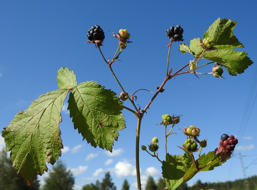 Rubus caesius - sinivatukan sikiäimistä kehittyy monen pienen yhteenkasvaneen luumarjan muodostama kerrannainen luumarja, joka on, toisin kuin (puna)vadelmalla, mustansininen. Se on mehukas, makeahko, pehmeä ja pyöreämuotoinen. EH, Hämeenlinna, Sairio, Sairionranta, rata-aidan vierusruohikko Vanajaveden rantaa kulkevan ulkoilureitin koillispuolella, 9.8.2023. Copyright Hannu Kämäräinen.