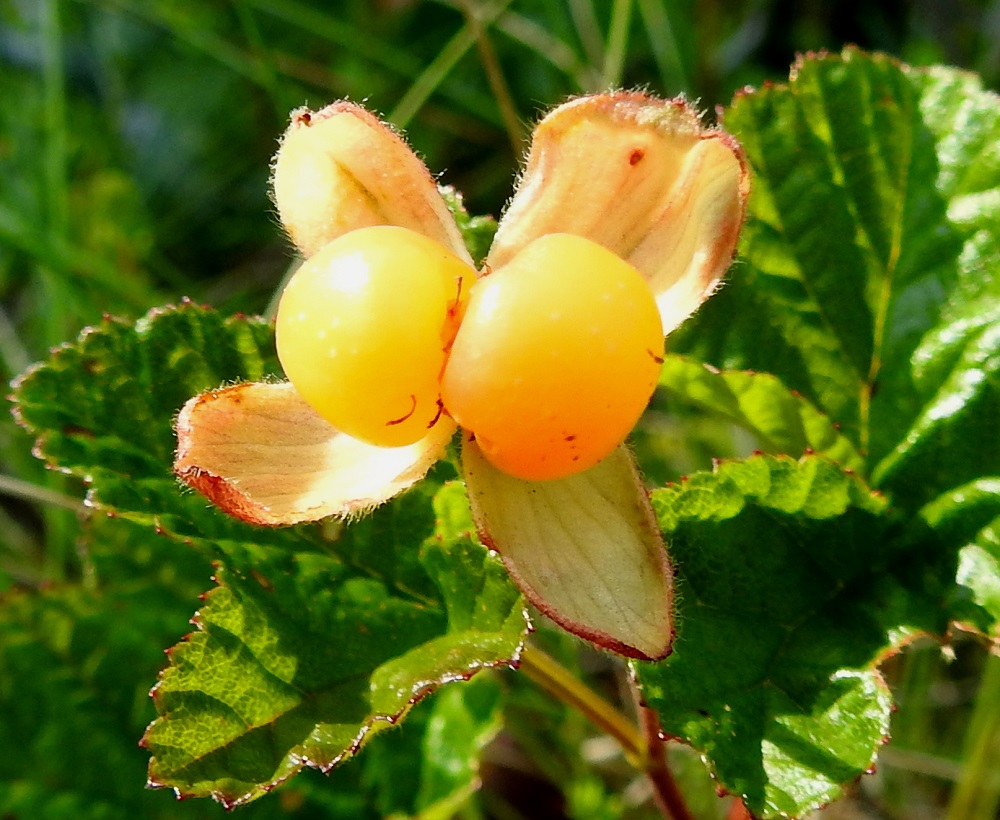 Rubus chamaemorus - muuraimen pölyttäjinä toimivat erityisesti pistiäiset, kärpäset ja kovakuoriaiset. Parhaita pölyttäjiä ovat kimalaiset, jotka hede- ja emipaljoudessa pyöriessään tulevat hedelmöittäneeksi kaikki sikiäimet. Pieniltä hyönteisiltä työ jää usein vajavaiseksi, ja niinpä marjaksi saattaakin kehittyä minimissään vain yksi tai kaksi luumarjaa. 20.7.2022.Copyright Hannu Kämäräinen.