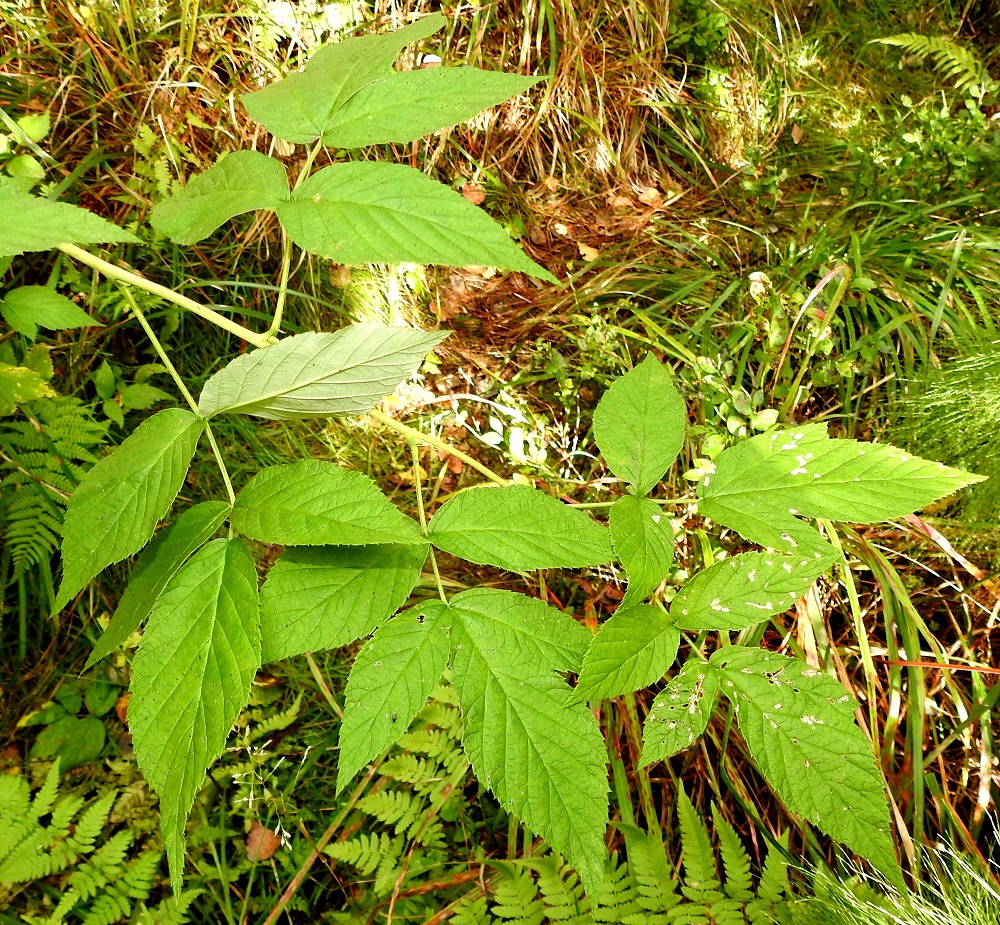 Rubus idaeus - (puna)vadelman lehtilavassa on kolmesta seitsemään lehdykkää niin, että kärkilehdykän lisäksi ruodittomia lehdykkäpareja on yhdestä kolmeen. Lehtilapa on yleensä noin 5-25 cm pitkä ja leveimmältä kohtaa noin 5-23 cm leveä. Isoimmat lehdet ovat ensimmäisen vuoden varsissa (kuvassa). Lehdykät ovat kapeammin tai leveämmin soikeahkot tai puikeahkot ja ehyet, paitsi kärkilehdykän tyviosassa on toisinaan yksi liuskapari. Lehdykät ovat tavallisesti noin 2,5-14 cm pitkät ja noin 1-8 cm leveät. Yläpinta on vihreä ja kaljuhko tai vähäkarvainen. Lehtiruoti on useimmiten noin 2-10 cm pitkä. EH, Hämeenlinna, Majalahti, Hirsimäki, Näsiäntien ja maakaasulinjan välinen, harvennettu sekametsä, 31.8.2024. Copyright Hannu Kämäräinen.