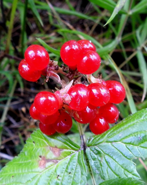 Rubus saxatilis - (euroopan)lillukan luumarjat ovat kypsänä kirkkaanpunaiset, kiiltävät ja pehmeät eivätkä ole juurikaan yhteenkasvaneet. Ne ovat yleensä noin 5-6 mm läpimitaltaan. Poimittaessa marjakokonaisuus hajoaa osasiinsa. EH, Hämeenlinna, Majalahti, Hirsimäki, Näsiäntien ja maakaasulinjan välinen sekametsä, 22.7.2011. Copyright Hannu Kämäräinen.
