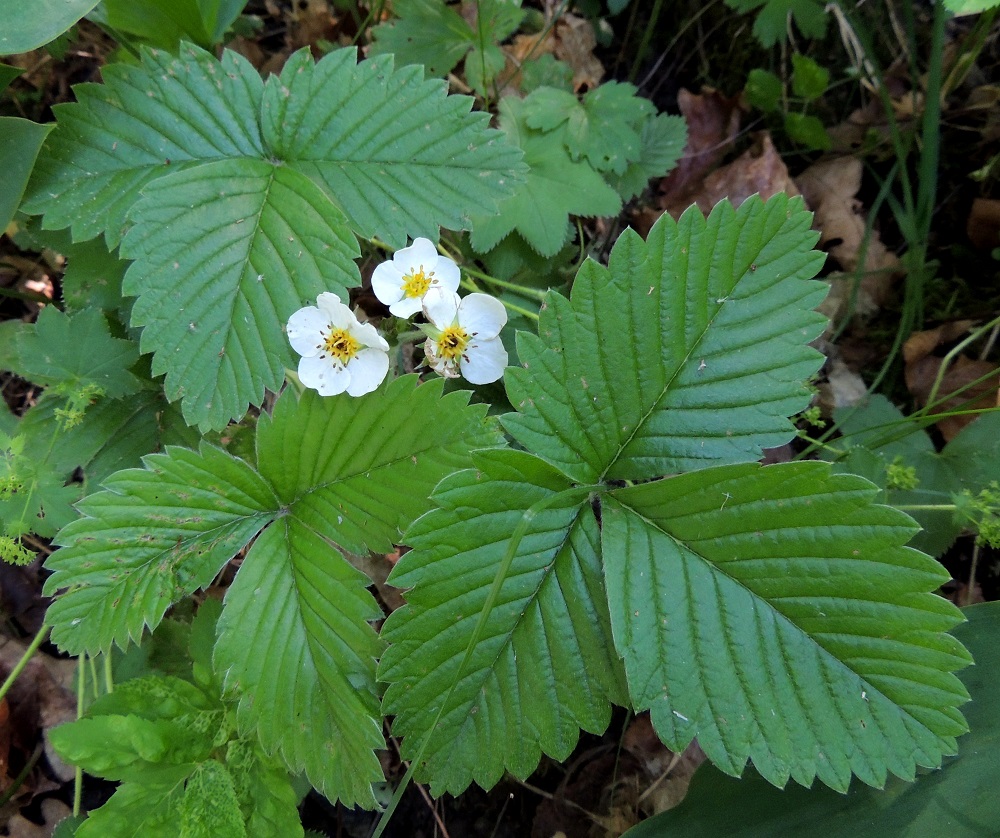 Fragaria moschata - ukkomansikan ruusukelehtien lapa on kolmilehdykkäinen ja yleensä noin 5-15 cm pitkä sekä noin 7-20 cm leveä. Kärkilehdykkä on lähinnä soikea, leveänsoikea tai puikea ja kiilatyvinen sekä lyhyen suippo- tai pyöreähkökärkinen. Se on tavallisesti noin 4-10 cm pitkä ja leveimmältä kohtaa noin 3-7 cm leveä. Sivulehdykät ovat noin kärkilehdykän kokoluokkaa ja malliltaan samankaltaiset mutta tyveltään leveän epäsymmetriset. EH, Hämeenlinna, Puistonmäki, Vanajaveden länsiranta, Kaupunginpuisto, rannan kävelytien varsi, lehtoinen metsä, 21.6.2013. Copyright Hannu Kämäräinen.
