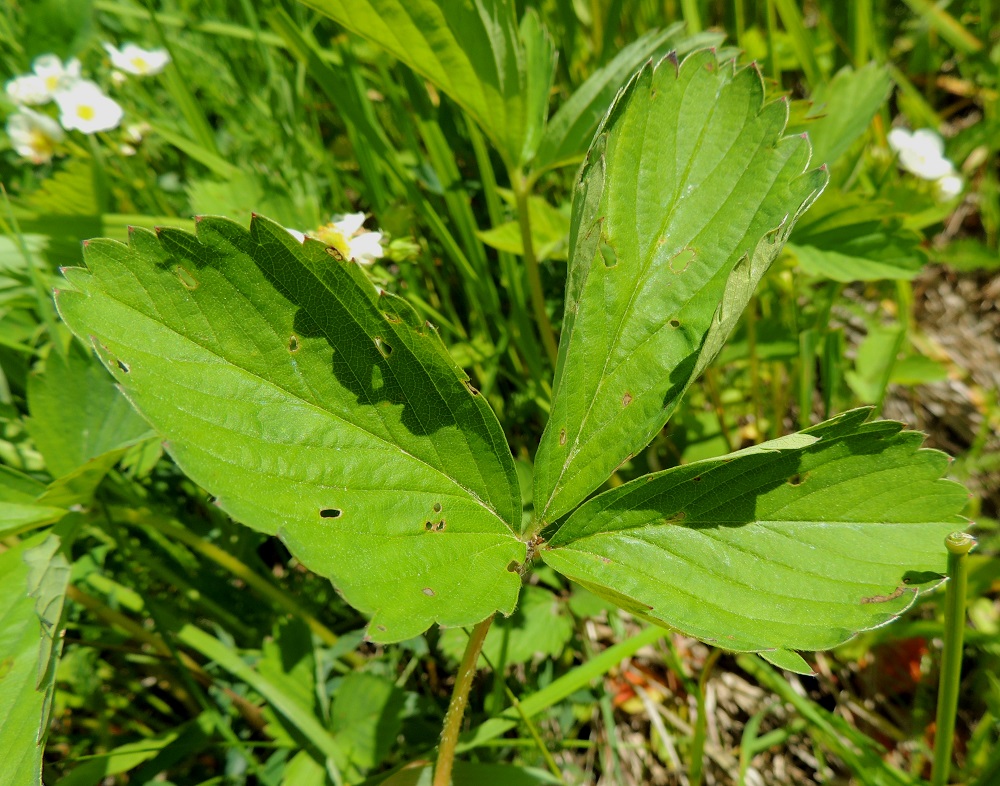 Fragaria virginiana - virginianmansikan lehtilavan kärkilehdykkä on lähinnä soikea, leveänsoikea tai vastapuikea ja kiilatyvinen sekä lyhyen suippo- tai pyöreähkökärkinen. Se on tavallisesti noin 3-7 cm pitkä ja leveimmältä kohtaa noin 2-4,5 cm leveä. Sivulehdykät ovat noin kärkilehdykän kokoluokkaa ja malliltaan samankaltaiset mutta tyveltään epäsymmetriset. 7.6.2015. Copyright Hannu Kämäräinen.