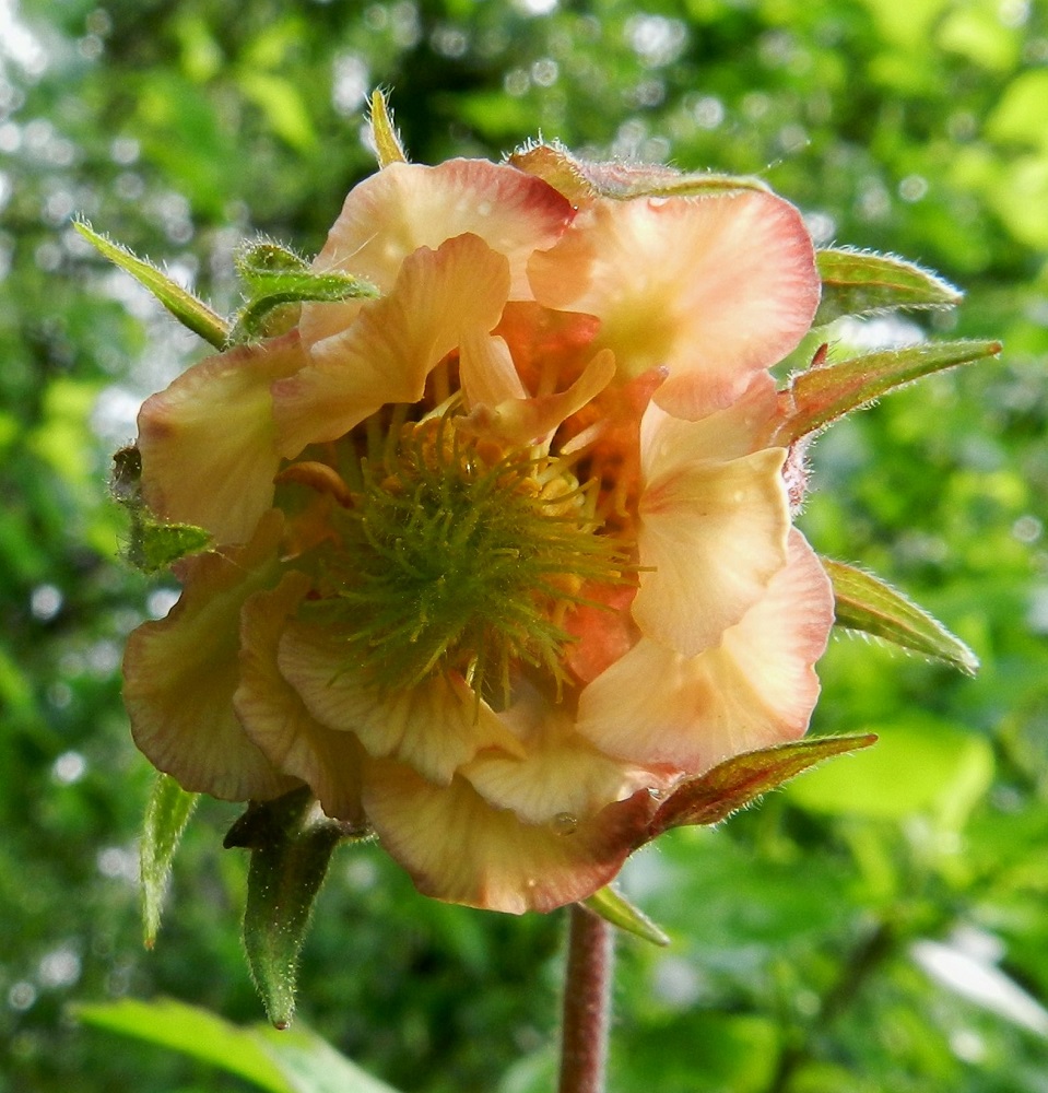 Geum rivale - ojakellukan sama kukka kuin edellä mutta altapäin kuvattuna paljastaa sen leveyden syyn. Suuri osa heteistä onkin muuttunut terälehdiksi, ja lopputuloksena on kerrannainen, näyttävän koristeellinen teriö. EH, Hämeenlinna, Loimalahti, Tervaniemi, Alajärven ranta uimarannan eteläpuolella, 5.6.2012. Copyright Hannu Kämäräinen.