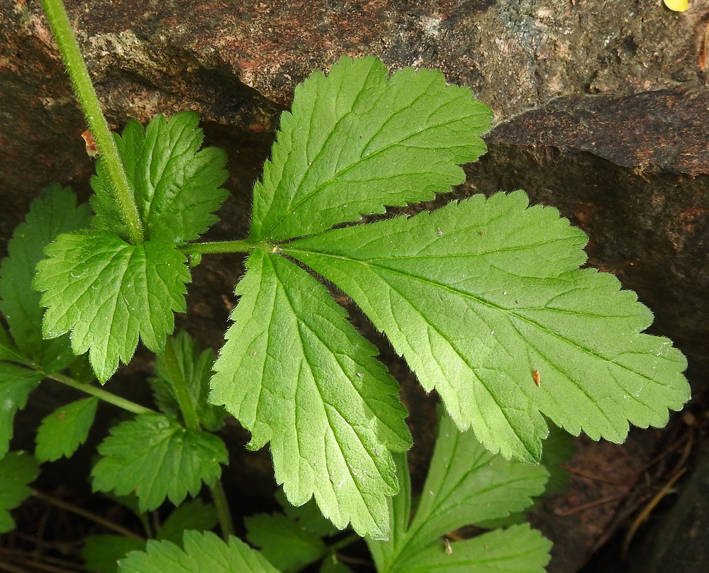 Geum urbanum - kyläkellukan lehtikorvakkeet ovat lähinnä pyöreän puikeat ja lehdyköiden tapaan matalaliuskaiset ja hampaiset. Ne ovat useimmiten noin 1-4 cm pitkät ja noin saman levyiset. Ruoti on yleensä 1-5 cm pitkä. Varsilehtien lapa on useimmiten kolmilehdykkäinen, kolmisorminen tai matalammin kolmiliuskainen ja tavallisesti noin 3-10 cm pitkä. Kaikkien lehtien lehdykät ovat päältä vihreät, laidastaan tiheäkarvaiset ja muuten vähäkarvaiset. Varret ovat ainakin jossain määrin särmikkäät ja pehmeäkarvaiset. A, Maarianhamina, Länsisatama, Badhusbergetin jyrkkä länsirinne sataman rantatien yläpuolella, kävelypolun laita avokallion kyljessä, 9.6.2024. Copyright Hannu Kämäräinen.