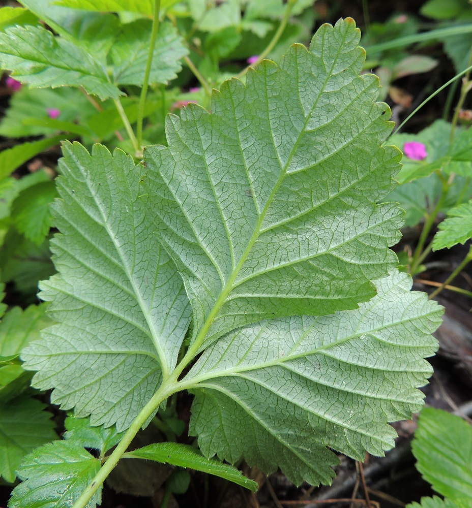Rubus arcticus - mesimarjan lehdyköiden laidassa on epäsäännöllisesti isoja ja pieniä hampaita sekä syvempiä lovia. Lehdykät ovat vihreät tai suorassa auringossa punaruskehtavat, ja alapinnalla voi olla myös sinivihreää tai harmaanvihreää sävyä. Molemmat puolet ovat kaljuhkot tai vaihtelevasti karvaiset. Kn, Kajaani, Vuolijoki, kirkonkylän itäpuoli, Kajaanin maantien (tie 879) varsi Otanmäen tienhaaran itäpuolella, 11.7.2015. Copyright Hannu Kämäräinen.