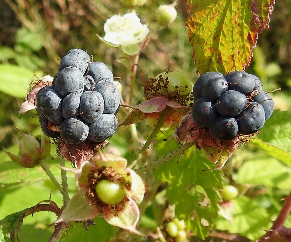 Rubus caesius - sinivatukan marja on kalju, vahapintainen ja yleensä noin 15-20 mm pitkä sekä suunnilleen saman levyinen. Tosin jotkin marjoista jäävät pienemmiksi, ja niissä on esimerkiksi vain 1-5 osamarjaa. Verholehdet ja usein osa heteistäkin säilyvät marjan tyvellä. Pienten luumarjojen kärjessä pysyy jonkin aikaa myös kuivunut emin vartalo. Vain täysin kypsä marja irtoaa tappimaisesta kukka- eli hedelmäpohjuksesta. EH, Hämeenlinna, Sairio, Sairionranta, rata-aidan vierusruohikko Vanajaveden rantaa kulkevan ulkoilureitin koillispuolella, 17.8.2024. Copyright Hannu Kämäräinen.