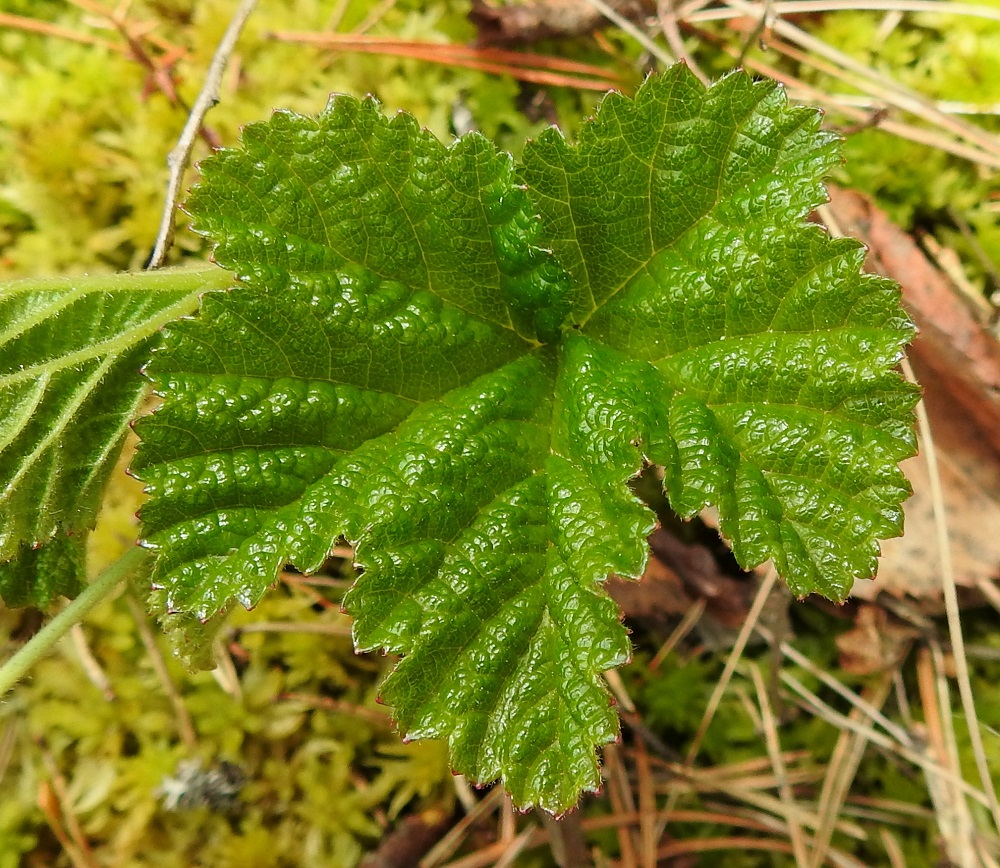 Rubus chamaemorus - muuraimen lehtilapa on tavallisesti noin 2-7 cm pitkä ja leveimmältä kohtaa noin 3-8 cm leveä. Lavan ja liuskojen laidassa on epäsäännöllisesti isoja ja pieniä hampaita sekä syvempiä lovia. 1.6.2022.Copyright Hannu Kämäräinen.