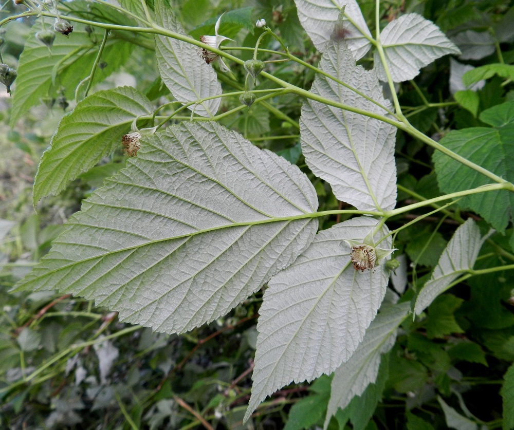 Rubus idaeus - (puna)vadelman lehdykät ovat pitkäsuippuisen teräväkärkiset ja kiila- tai pyöreätyviset. Tästä poiketen kärkilehdykän tyvi voi olla myös herttamainen. Lehdykät ovat laidoiltaan terävähampaiset, ja hampaiden koko sekä jaksotus voivat vaihdella samassakin lehdykässä. Alapinta on tiheän huopakarvainen ja siitä johtuen harmaanvalkoinen tai hopeanharmaa. EH, Hämeenlinna, Keinusaari, Varikonniemen laitametsikkö radan varressa, 29.6.2012. Copyright Hannu Kämäräinen.