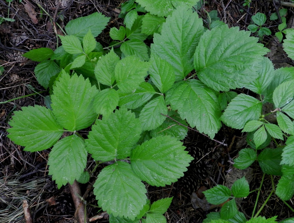 Rubus saxatilis - (euroopan)lillukan lehtilapa on tavallisesti noin 5-10 cm pitkä ja noin pituutensa levyinen. Kärkilehdykkä on soikea, puikea tai pyöreähkö ja kiila- tai pyöreätyvinen sekä pitemmin tai lyhyemmin suippokärkinen. Se on tavallisesti noin 3-6 cm pitkä ja leveimmältä kohtaa noin 2-5 cm leveä. Sivulehdykät ovat noin kärkilehdykän kokoluokkaa muuten, mutta ne ovat usein epäsymmetriset. EH, Hämeenlinna, Vuorentaka, Rääpiälä, Marssitien ja Nukarin tilalle vievän tien kulmauksessa olevalla peltoalueella sijaitseva, pieni metsikkösaareke, 11.6.2012. Copyright Hannu Kämäräinen.