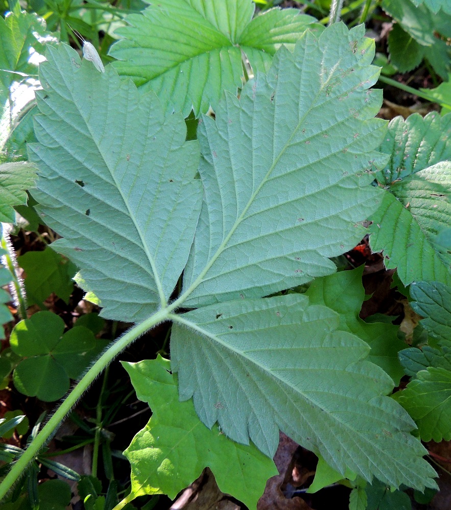 Fragaria moschata - ukkomansikan ruusukelehtien lehtiruoti on useimmiten noin 8-20 cm pitkä ja sivulle tai alaviistoon siirottaen karvainen. Lehdykät ovat ruodittomat tai ruoti on enintään noin 5 mm pitkä. Lehdyköiden laita on otakärkisen iso- ja terävähampainen. Lehdykät ovat päältä vihreät ja alta vaaleammat tai sinivihreät sekä molemmin puolin pinnanmyötäisesti karvaiset. Alapinnalla karvoitus on runsainta suonissa. EH, Hämeenlinna, Puistonmäki, Vanajaveden länsiranta, Kaupunginpuisto, rannan kävelytien varsi, lehtoinen metsä, 21.6.2013. Copyright Hannu Kämäräinen.