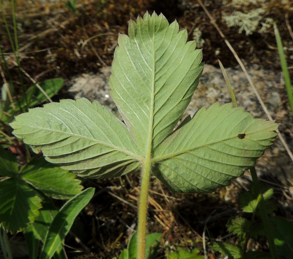 Fragaria vesca - ahomansikan ruusukelehtien lehdyköiden laita on otakärkisen iso- ja terävähampainen. Kärkihammas on lähes muiden kokoinen toisin kuin karvamansikalla, jolla se on selvästi muita pienempi. Lehdykät ovat päältä vihreät ja alta vaaleammat sekä molemmin puolin pinnanmyötäisesti harvakarvaiset. U, Hanko, Tvärminne, Tvärminneöhön vievän J. A. Palménintien laitakallio Byviken-lahden pohjukan länsipuolella, 30.5.2015. Copyright Hannu Kämäräinen.