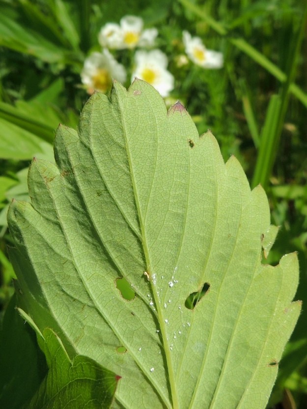 Fragaria virginiana - virginianmansikan lehtilavan lehdyköiden laita on otakärkisen iso- ja terävähampainen. Lehdykät ovat päältä vihreät ja lähes tai aivan kaljut sekä alta vaaleammat ja erityisesti suonistaan ja hampaiden laidoista karvaiset. 7.6.2015. Copyright Hannu Kämäräinen.