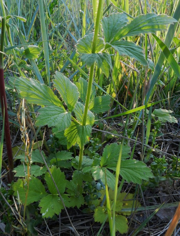 Geum rivale x urbanum - oja- ja kyläkellukan risteymän varsilehdet ovat ruodilliset ja korvakkeelliset. Ne ovat kolmilehdykkäiset ja usein ylempänä yksilehdykkäiset sekä vaihtelevasti liuskaiset. Ruoti on yleensä noin 0,5-2 cm pitkä. Kantalajien korvakkeet ovat hyvin erikokoiset ja risteymillä pituuden vaihteluväli näyttää olevan ojakellukan 0,5-1 cm:stä kyläkellukan vaihteluvälin noin 3 cm:iin saakka. Korvakkeet ovat puikeahkot tai pyöreänpuikeat ja vaihtelevasti liuskaiset ja hampaiset. U, Hanko, Täktom, Långören, niemeen johtavan kapean hiekkakannaksen eteläpuoli, niemen koillislaita Kattrumpan-merenlahden rannalla, 18.6.2012. Copyright Hannu Kämäräinen.