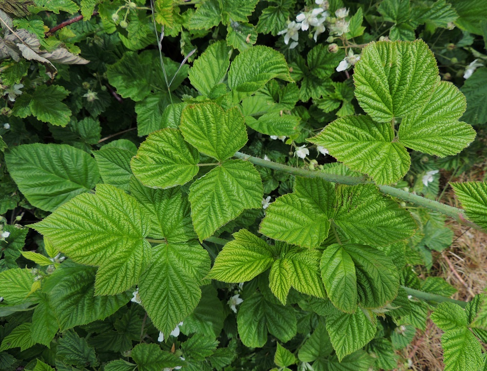 Rubus caesius - sinivatukan lehtilapa on ylimpiä lehtiä lukuun ottamatta yleensä noin 5-15 cm pitkä ja leveimmältä kohtaa noin 7-17 cm leveä. Isoimmat lehdet ovat ensimmäisen vuoden varsissa (kuvassa). Kärkilehdykän alapuolella on yksi lehdykkäpari, joka on ruoditon tai ruoti on enimmillään noin 2 mm pitkä. Lehdykät ovat lähinnä puikeat tai leveänpuikeat, ehyet tai tyviosastaan yksi- tai kaksiliuskaiset ja teräväkärkiset sekä kiila- tai pyöreätyviset. Ne ovat tavallisesti noin 3-9 cm pitkät ja noin 2-8 cm leveät. A, Lemland, Styrsön ja Maarianhaminan rajan välinen pikkusaarten ryhmä, Tunngrund, jonka Järsön maantie ylittää, rantapensaikon laita, 13.6.2014. Copyright Hannu Kämäräinen.