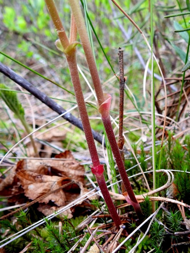 Rubus chamaemorus - muuraimen varret ovat vihreähköt, kellanruskeat tai punaruskeat, liereät ja ainakin yläosastaan lyhytkarvaiset sekä nystykarvaiset. Ruodillisten lehtien lisäksi varren alaosassa on muutamia pieniä, tuppimaisen sepiviä lehtiä, jotka ovat noin 3-7 mm pitkät. Ruodillisten lehtien korvakkeet ovat leveänpuikeat tai pyöreähköt ja noin 2-5 mm pitkät sekä noin pituutensa levyiset. 1.6.2022.Copyright Hannu Kämäräinen.