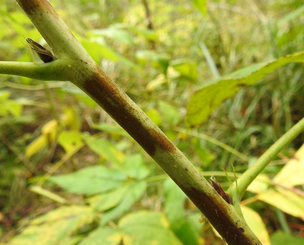 Rubus idaeus - (puna)vadelman ensimmäisen vuoden varret ovat niukka- ja pienipiikkiset. Varsien lehtihankojen silmuista kasvaa toisena vuotena lyhyehköjä sivuhaaroja, joihin kukat kehittyvät. Lehtikorvakkeet ovat rihmamaisen kapeat, noin 4-7 mm pitkät ja tyveltään noin 0,3-0,8 mm leveät. EH, Hämeenlinna, Majalahti, Hirsimäki, Näsiäntien ja maakaasulinjan välinen, harvennettu sekametsä, 31.8.2024. Copyright Hannu Kämäräinen.