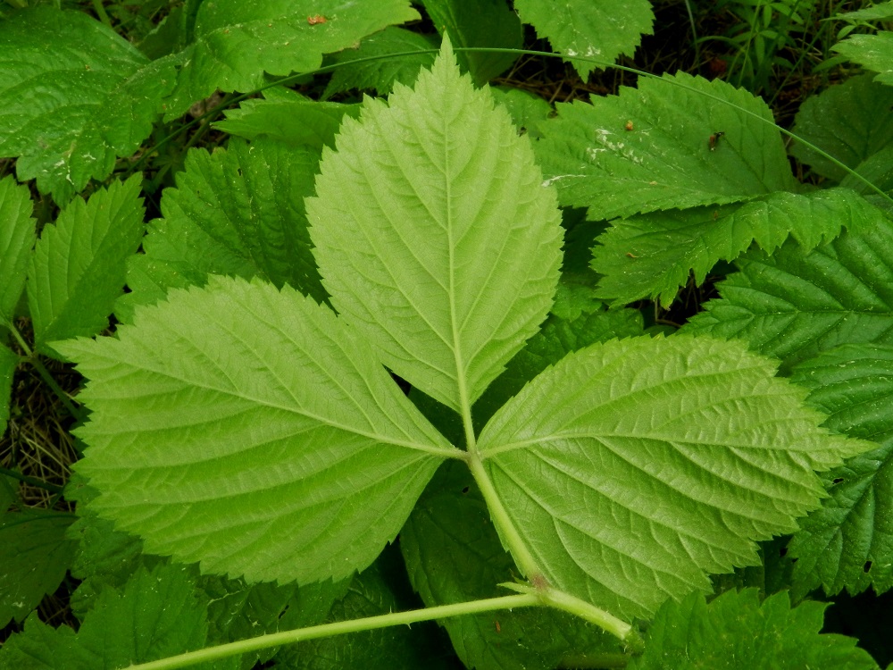 Rubus saxatilis - (euroopan)lillukan lehden kärkilehdykän ruoti on noin 10-25 mm pitkä ja sivulehdyköiden ruoti noin 1-3 mm pitkä. Lehdyköiden laidassa on matalaa liuskaisuutta, toistamiseen terävähampaisuutta ja erikokoisia hampaita sekä syvempiä lovia. Lehdykät ovat päältä vihreät ja kaljuhkot sekä alta vaaleammat ja jossain määrin karvaiset, Varsissa, rönsyissä ja lehtiruodeissa on vaihtelevasti pieniä ja hentoja piikkejä. EH, Hämeenlinna, Vuorentaka, Rääpiälä, Marssitien ja Nukarin tilalle vievän tien kulmauksessa olevalla peltoalueella sijaitseva, pieni metsikkösaareke, 11.6.2012. Copyright Hannu Kämäräinen.