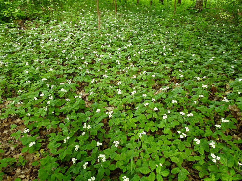 Fragaria moschata - ukkomansikka voi joillakin kasvupaikoilla ottaa täydellisen yliotteen ja torjua tiheällä kasvutavallaan ja isoilla lehdillään lähes kokonaan muiden ruohojen elinmahdollisuudet. Hidas kasvullinen leviäminen ei kuitenkaan muodosta varsinaista uhkaa alkuperäisluonnolle, koska vaikutus jää rajalliseksi ja paikalliseksi. Ukkomansikka on aika yleinen Varsinais-Suomen, Uudenmaan ja Etelä-Hämeen eliömaakunnissa. Muualla vakiintuneet villiytymät ovat harvinaisempia, mutta niitä on kaikissa eliömaakunnissa Keski-Pohjanmaan ja Kainuun eliömaakuntiin saakka. U, Helsinki, Myllypuro, Kolsintien ja Sarsantien välissä samaan suuntaan kulkevan kävelytien pohjoispuolinen metsikkö, 31.5.2024. Copyright Hannu Kämäräinen.