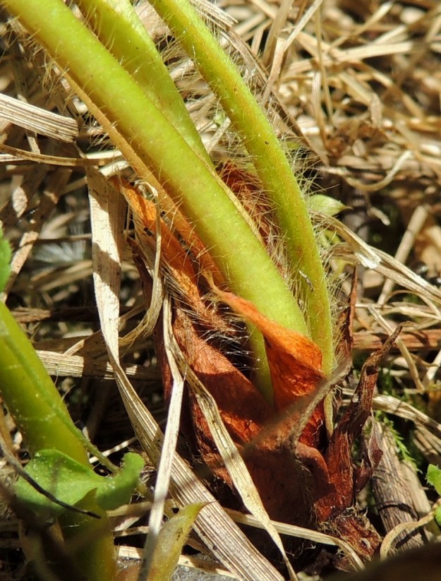 Fragaria virginiana - virginianmansikan ruusukelehtien maarajassa olevat korvakkeet ovat lähinnä puikeat, teräväkärkiset, ehytlaitaiset ja vihreät mutta aika nopeasti ruskeaksi lakastuvat sekä erityisesti keskisuonestaan pitkä- ja myötäkarvaiset. Ne ovat noin 10-20 mm pitkät ja leveimmältä kohtaa noin 5-8 mm leveät. Lehtiruoti on sivulle tai yläviistoon siirottaen karvainen. 7.6.2015. Copyright Hannu Kämäräinen.