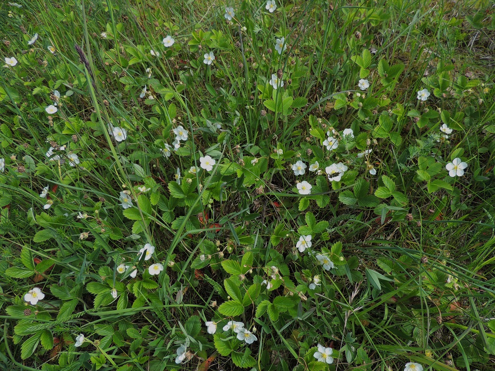 Fragaria viridis - karvamansikan arvellaan saapuneen Suomeen muinaisen merenkulun vapaamatkustajana. Sillä ei ole kaikkiaankaan kovin monta nykyistä kasvupaikkaa Suomessa. Ne sijaitsevat Ahvenanmaan, Varsinais-Suomen ja Uudenmaan eliömaakunnissa. Laji on todettu vaarantuneeksi (VU). Luokitukseen on vaikuttanut yksilöiden määrän merkittävä väheneminen. Uhkatekijöinä ovat avoimien alueiden sulkeutuminen, risteytyminen ahomansikan kanssa ja kemialliset haittavaikutukset, jotka aiheuttavat kasvupaikkojen rehevöitymistä. 11.6.2014. Copyright Hannu Kämäräinen.