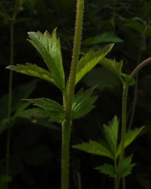 Geum rivale x urbanum - oja- ja kyläkellukan varsi on liereä tai hieman särmikäs ja pehmeäkarvainen. Lehdet korvakkeineen ovat päältä yleensä vähäkarvaiset ja alta erityisesti suonia myöten karvaiset. Ne ovat laidoiltaan terävä- tai tylppähampaiset, ja hampaiden koko sekä jaksotus voivat vaihdella samassakin lehdykässä. Risteymän lehdet muuntelevat niin paljon kantalajien välillä, että ilman kukintoja varman risteymämäärityksen tekeminen on hyvin vaikeaa. EP, Kurikka, keskusta, Muuritien ja Peltotien välissä oleva ratavalli Paulaharjuntien pohjoispuolella, vallin itäpuolen tyvi, 12.6.2019. Copyright Hannu Kämäräinen.