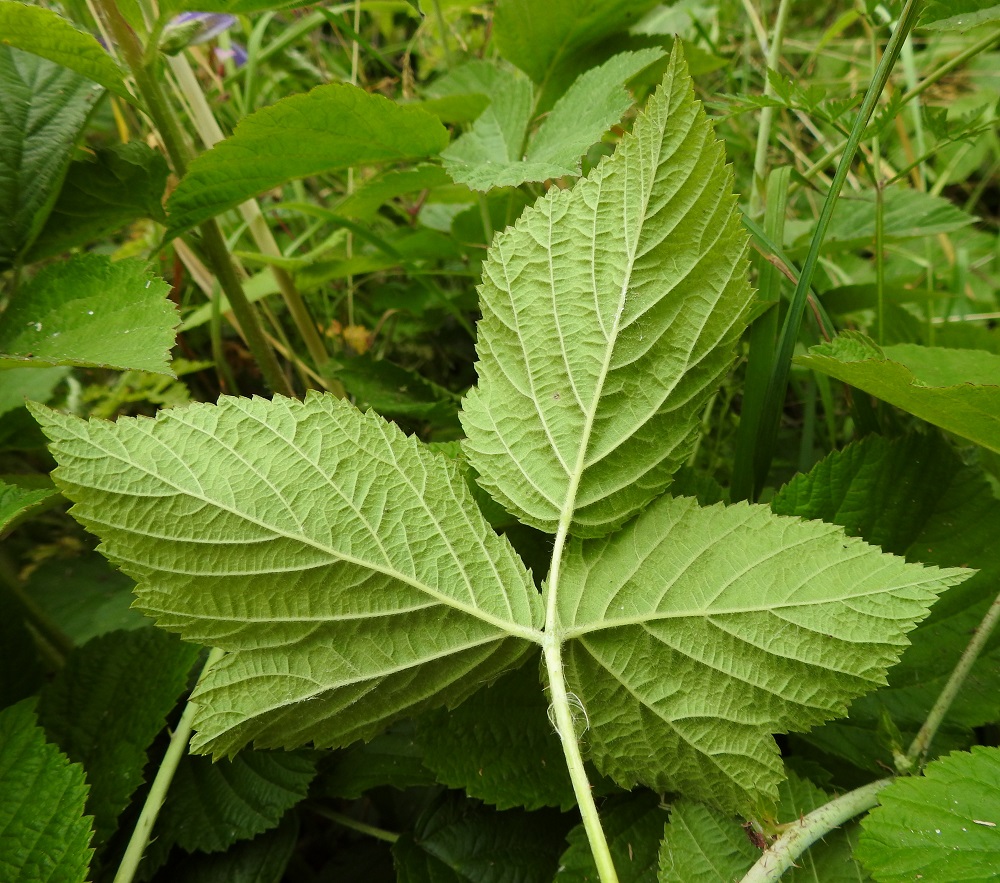 Rubus caesius - sinivatukan lehdykät ovat laidoiltaan epäsäännöllisesti tai toistamiseen otakärkisen terävähampaiset. Yläpinta on vihreä ja alapinta vaaleamman vihreä. Molemmat puolet ovat kaljuhkot tai vähäkarvaiset. A, Lemland, Nåtö, biologisen aseman päärakennuksen pohjoispuolinen, kallioinen, lehdesniitty, luonnonsuojelualue, 11.7.2022. Copyright Hannu Kämäräinen.