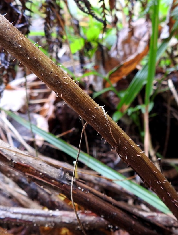 Rubus idaeus - (puna)vadelman varret muuttuvat toisena vuotena ruskeakuorisiksi, lyhytkarvaisiksi ja piikkisemmiksi, mutta karvaisuus ja piikkisyys vaihtelevat suuresti, ja piikit ovat yleensä lyhyehköjä mutta teräviä. Varret ovat useimmiten noin 4-7 mm paksut ja aika huokoisesti puutuneet. Ne kuolevat toisen kasvuvuotensa jälkeen ja maatuvat varsin nopeasti näkymättömiin. EH, Hämeenlinna, Majalahti, Hirsimäki, Näsiäntien ja maakaasulinjan välinen, harvennettu sekametsä, 31.8.2024. Copyright Hannu Kämäräinen.