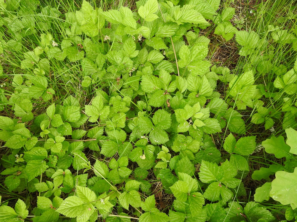 Rubus saxatilis - (euroopan)lillukka on alkuperäinen ja yleinen koko Suomessa. Kasvupaikkoina ovat lähinnä lehdot, tuoreet kangasmetsät, harju-, kallio- ja rinnemetsät sekä metsänreunat, pientareet ja tienvarret. EH, Hämeenlinna, Voutila, Myllyoja, Sammontien varren, metsikön laita, 9.6.2020. Copyright Hannu Kämäräinen.