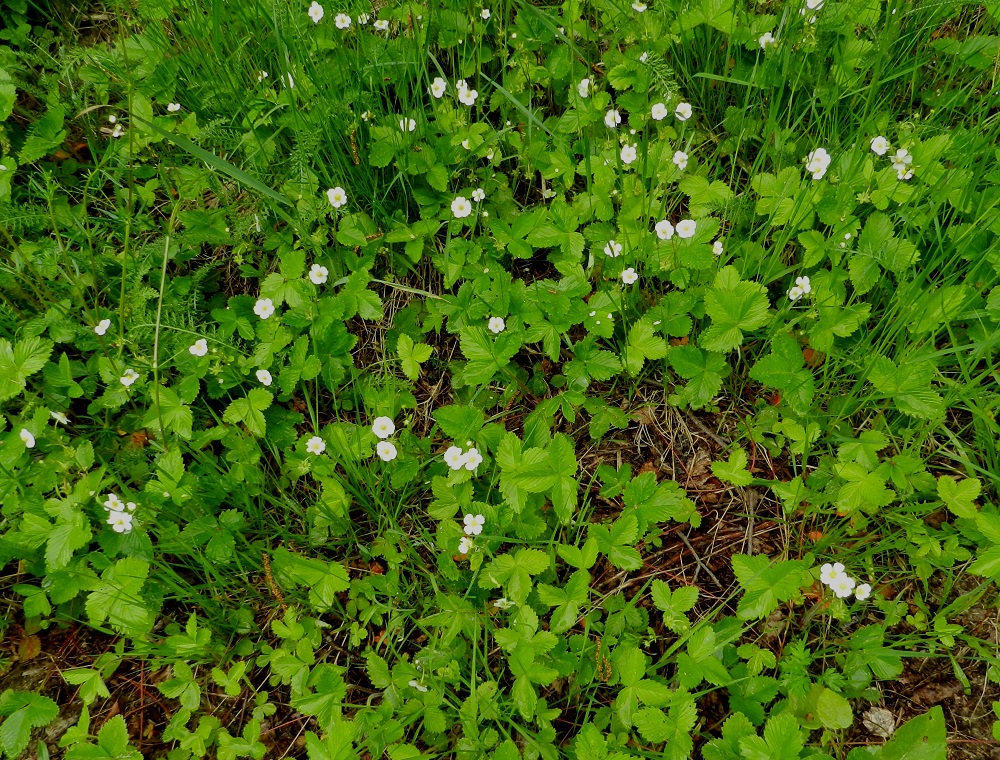 Fragaria vesca - ahomansikka on alkuperäinen laji Suomessa. Se on yleinen tai hyvin yleinen etelästä päin Oulun Pohjanmaan ja Kainuun eliömaakuntiin saakka sekä harvinainen Kittilän Lapin ja Sompion Lapin eliömaakuntiin saakka. Ahomansikan "marjoja" syövät linnut ja nisäkkäät levittävät lajia uusille kasvupaikoille. Paikallisesti tehokkain leviäminen tapahtuu kuitenkin rönsyämällä. Niinpä koko kasvustolaikku voikin olla perimältään samaa yksilöä. EH, Hämeenlinna, Renko, Renkajoen koillispuoli lähellä koulun urheilukenttää, metsäisen ulkoilureitin laita, 12.6.2012. Copyright Hannu Kämäräinen.