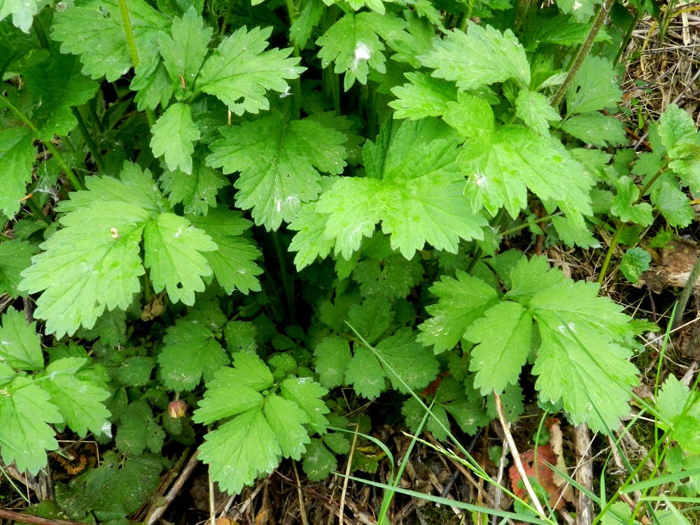 Geum rivale- ojakellukan ruusukelehtien ruoti on yleensä noin 6-15 cm pitkä ja lehtilapa noin 15-20 cm pitkä. Lavan kärkilehdykkä on huomattavasti sivulehdyköitä kookkaampi. Sivulehdyköitä on useimmiten kahdesta neljään paria, ja niiden välissä on runsaahkosti myös pieniä välilehdyköitä. Kärkilehdykkä on matalammin tai syvemmin liuskainen ja kiila-, suora- tai herttatyvinen. Sivulehdykät ovat lähinnä puikeat tai vastapuikeat, kiilatyviset ja liuskattomat tai liuskaiset sekä toisinaan myös epäsymmetriset. Kaikki lehdykät ovat laidoiltaan terävä- tai tylppähampaiset, ja hampaiden koko sekä jaksotus voivat vaihdella samassakin lehdykässä. EH, Hämeenlinna, Keinusaari, Varikonniemi, rata-alueen laitaniitty, 9.6.2012. Copyright Hannu Kämäräinen.