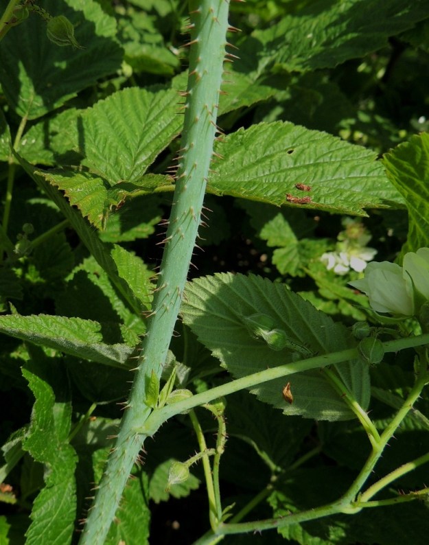 Rubus caesius - sinivatukan ensimmäisen vuoden varret ovat liereät, sinivihreät, kaljut ja vahapintaiset sekä vaihtelevasti suorapiikkiset. Toisena vuotena piikit tylsyvät ja katkeilevat. Lehtien korvakkeet ovat rihmamaiset tai suikeahkot, ehyt- tai hammaslaitaiset ja noin 5-10 mm pitkät sekä leveimmältä kohtaa noin 0,3-3 mm leveät. A, Lemland, Styrsön ja Maarianhaminan rajan välinen pikkusaarten ryhmä, Tunngrund, jonka Järsön maantie ylittää, rantapensaikon laita, 9.6.2014. Copyright Hannu Kämäräinen.