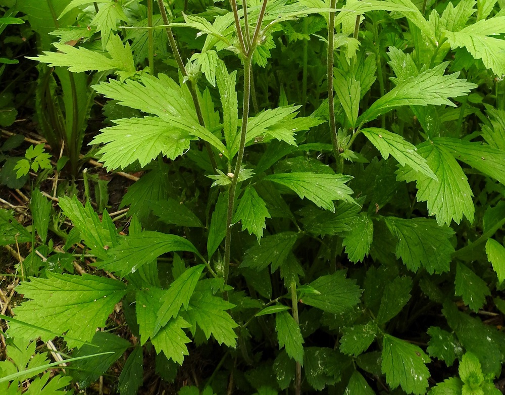 Geum rivale - ojakellukan varsilehdet ovat lyhytruotiset ja korvakkeelliset. Ruoti on yleensä 5-15 mm pitkä. Korvakkeet ovat lähinnä puikeat tai vastapuikeat ja kärjestään teräväliuskaiset tai -hampaiset. Ne ovat useimmiten noin 5-10 mm pitkät ja noin 3-5 mm leveät. Varsilehtien lehdyköitä on yhdestä kolmeen, ja ne ovat suikeat, puikeat tai vastapuikeat sekä ruusukelehtien lehdyköiden tavoin liuskaiset ja hampaiset. EH, Hämeenlinna, Loimalahti, Kuokkamaa, Ali-Raakkulantieltä Sammontien päähän vievän kevyenliikenteenväylän ja metsikön laita, 4.6.2019. Copyright Hannu Kämäräinen.