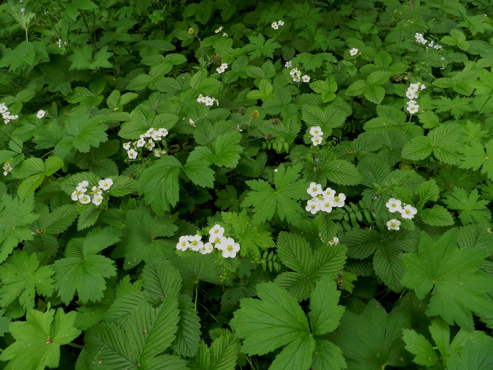 Fragaria moschata - ukkomansikka on Suomessa vanha viljelylaji, jonka hyötykäyttö hiipui jo 1800-luvulla. Vuosikymmenten kuluessa se on hiljalleen levittäytynyt lähinnä rönsyämällä pihojen ja puutarhojen laiteille, puistoihin, pientareille sekä asutuksen lähistöllä myös metsiin ja metsänlaiteisiin. Kuvan kasvustossa laji on sopuisasti soluttautunut osaksi luonnonsuojelualueen metsänlaiteen ruohostoa yhdessä mm. ojakellukan, Geum rivale, metsäkurjenpolven, Geranium sylvaticum, aitovirnan, Vicia sepium ja piennarpoimulehden, Alchemilla acutiloba, kanssa. EH, Hämeenlinna, Ruununmylly, Aulangonjärven itäpää, Käärmekallion tyvi, metsäalueen ja luonnonsuojelualueen laita, 23.6.2012. Copyright Hannu Kämäräinen.