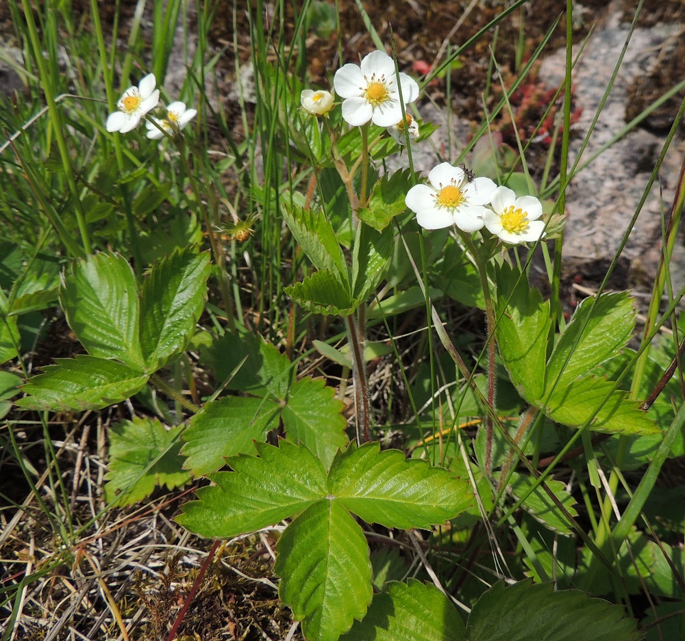 Fragaria vesca - ahomansikka on monivuotinen, ruusukelehtinen ruoho, jonka kasvupaikkoina ovat lähinnä ahot, niityt, kaikenlaiset pientareet ja tienvarret, kalliokedot ja kallioiden liepeet, lehto- ja harjumetsät sekä kevyesti hoidetut puutarhat ja pihapiirit. U, Hanko, Tvärminne, Tvärminneöhön vievän J. A. Palménintien laitakallio Byviken-lahden pohjukan länsipuolella, 30.5.2015. Copyright Hannu Kämäräinen.