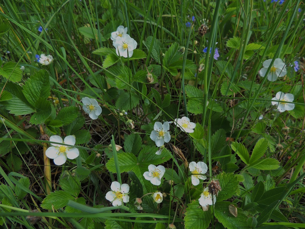 Fragaria viridis - karvamansikka on monivuotinen, ruusukelehtinen ruoho, jonka kasvupaikkoina ovat lähinnä kedot, laidun- ja rinneniityt sekä pientareet. Laji on kalkinsuosija ja rauhoitettu Ahvenanmaalla. Kuvassa ovat seuralaisina mm. heinäratamo, Plantago lanceolata ja nurmitädyke, Veronica chamaedrys. A, Lemland, Nåtö, biologisen aseman (Norrgård) päärakennuksen pihaketo- ja niittyalue, luonnonsuojelualue ja sen länsipuoli, 11.6.2014. Ellei toisin mainita, kuvat ovat tältä samalta kasvupaikalta. Copyright Hannu Kämäräinen.